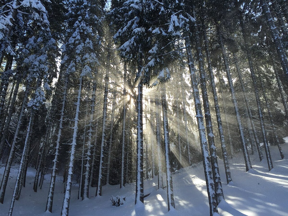 A snowy forest in Folgaria